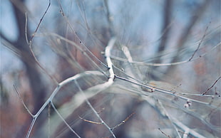 shallow focus of gray dried tree branches